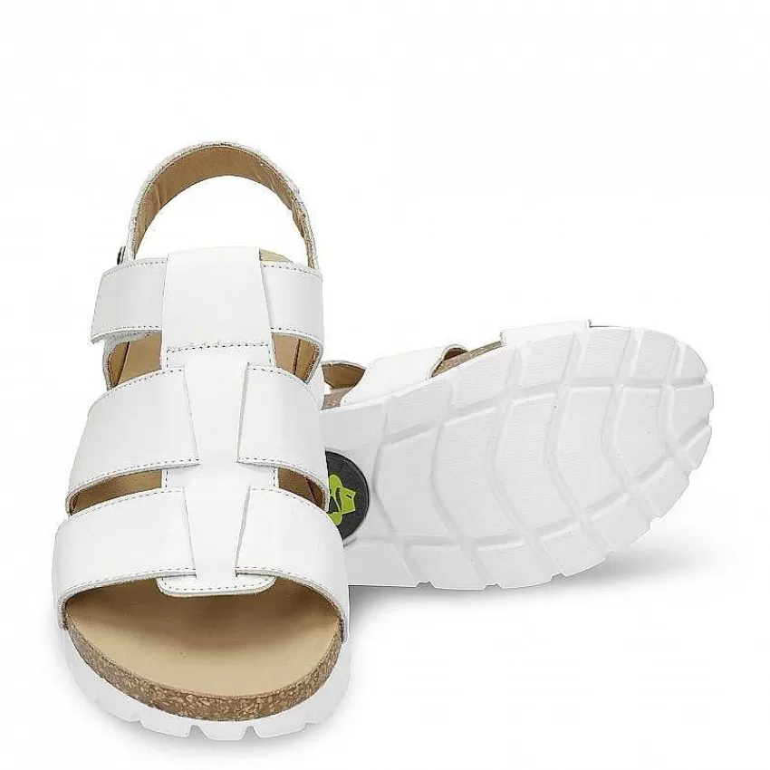 sammy_4-2.webp Sammy^Panama Jack Best